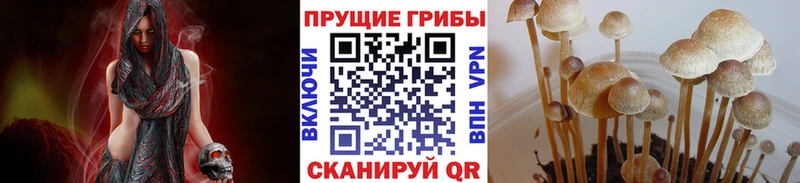 купить  сайты  Заволжск  Псилоцибиновые грибы прущие грибы 